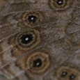 Lasiommata megera